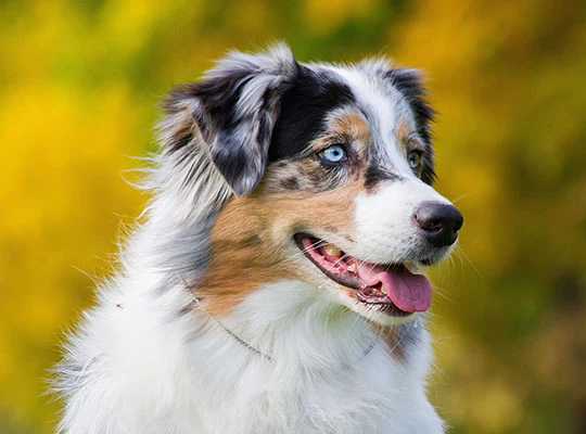  German Shepherd Husky Mix: The Ultimate Guide to the Gerberian Shepsky