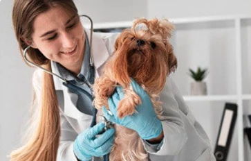 5 Common Pet Health Issues Treated in Vet Winnipeg Clinics