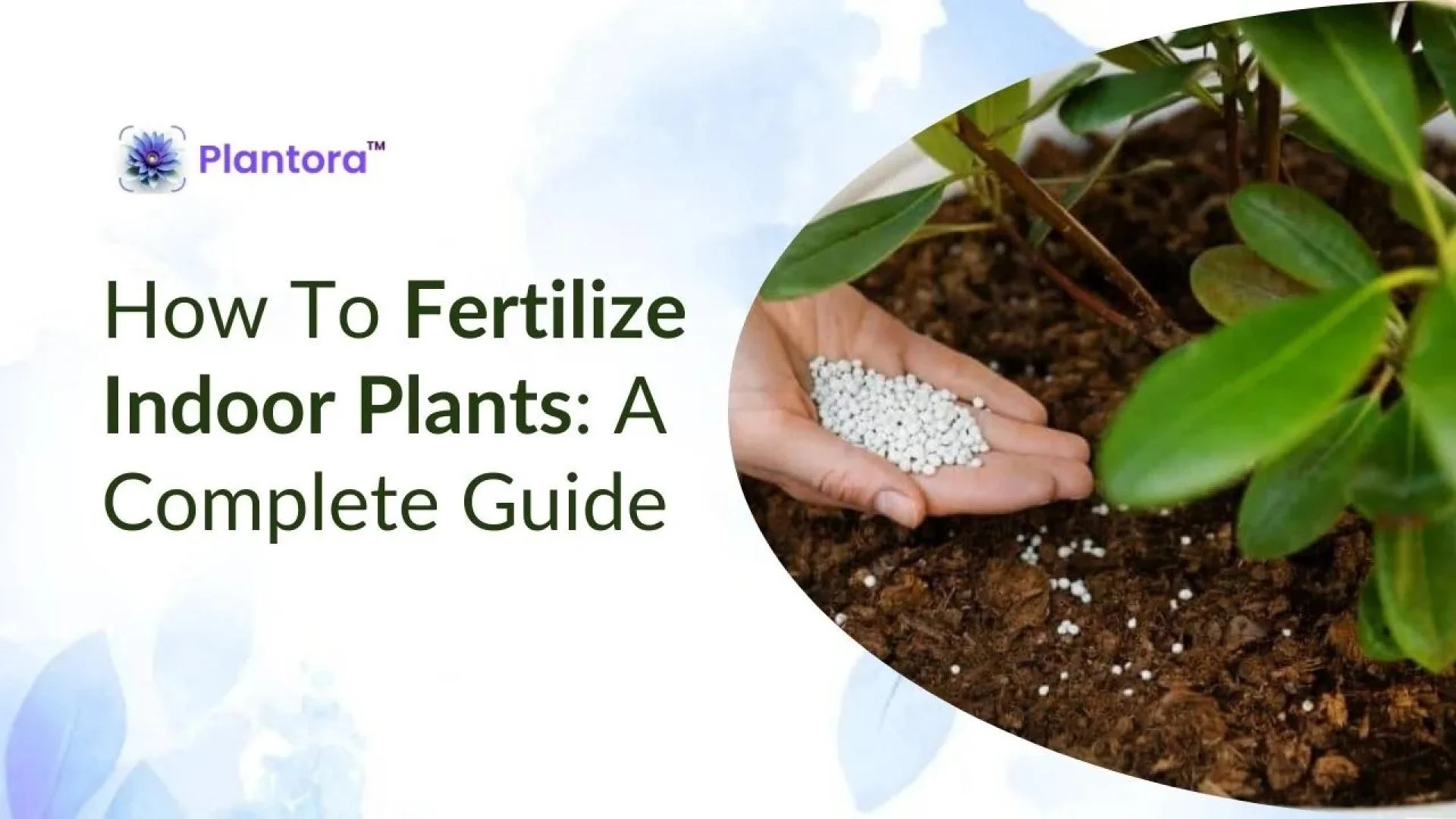 When & How to Fertilize Indoor Plants.