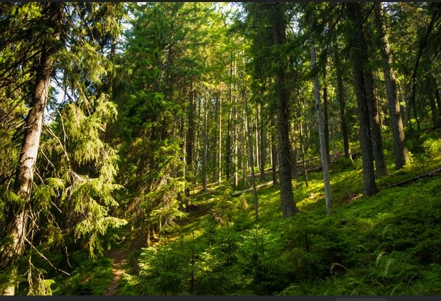 How Trees Can Benefit Our Lifestyle in 2025