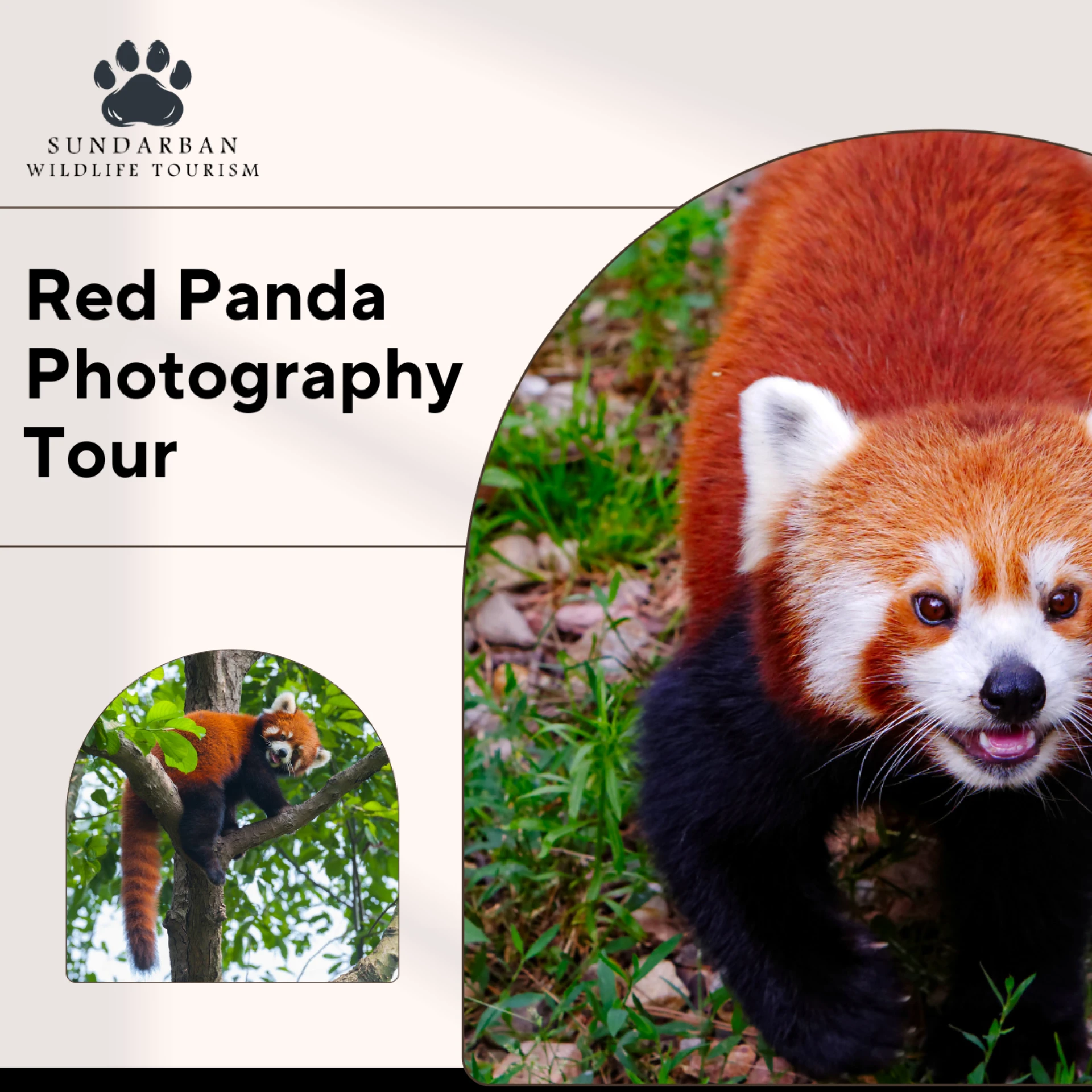 What’s the Best Time to Go for a Red Panda Photography Tour and Tiger Safari in India