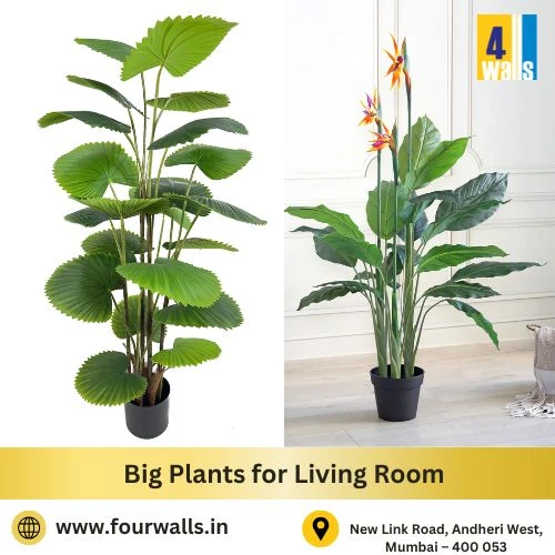 Transform Your Space: Best Big Plants for Living Room Elegance