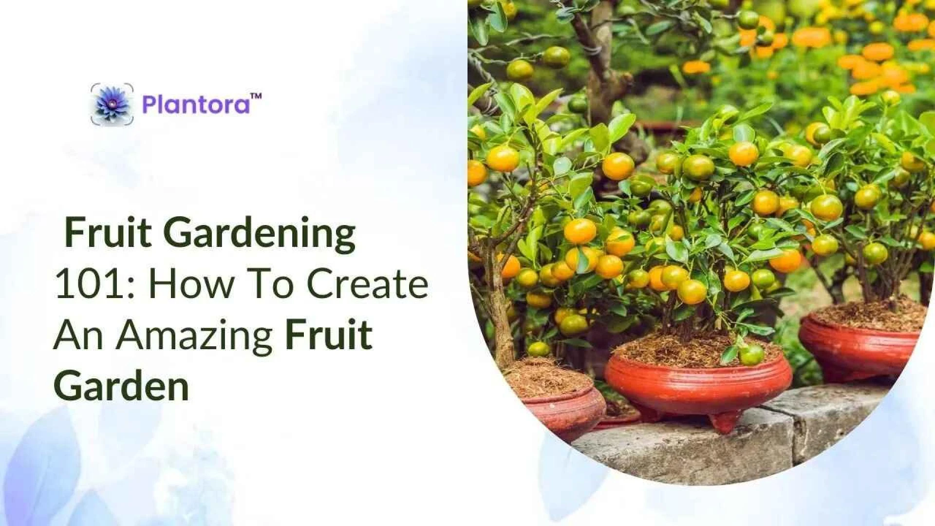 How To Create A Fruit Garden: A Complete Guide.
