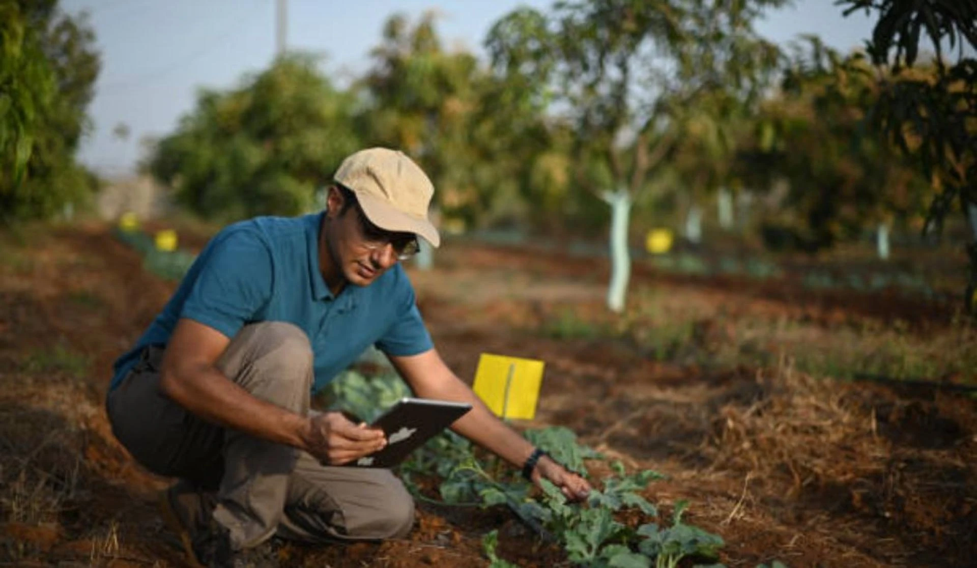 Sustainable Farming Practices: A Path to Greener Agriculture