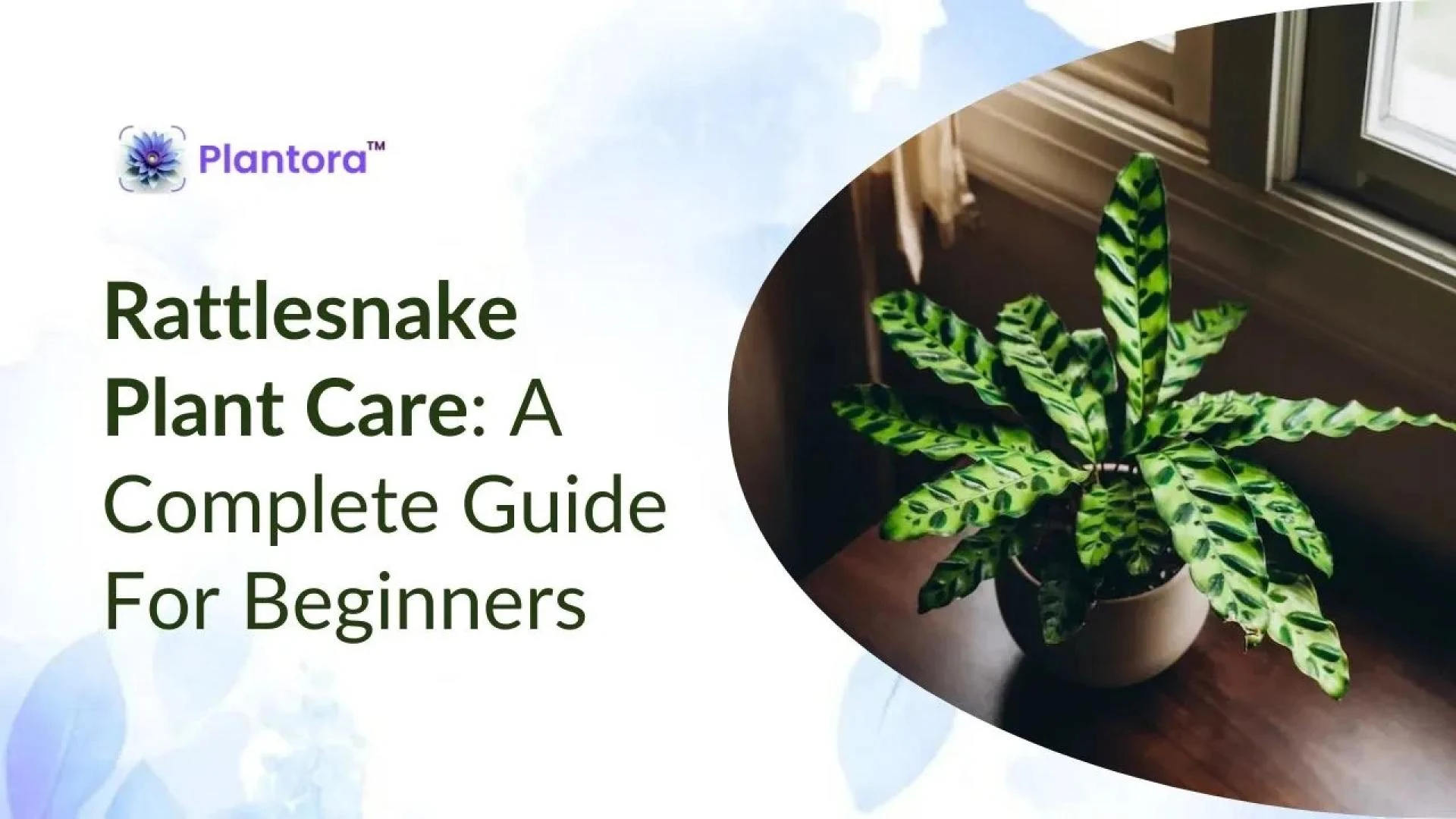 How To Grow and Care for the Rattlesnake Plant.