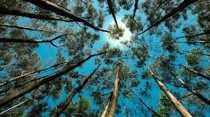 New Year, New Sustainability: Miami-Dade’s Path Toward a Greener Future