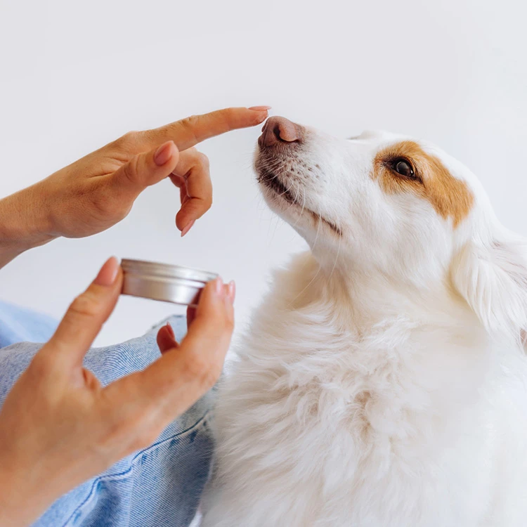How to Choose the Best Dog Shampoo for a Fresh and Healthy Coat