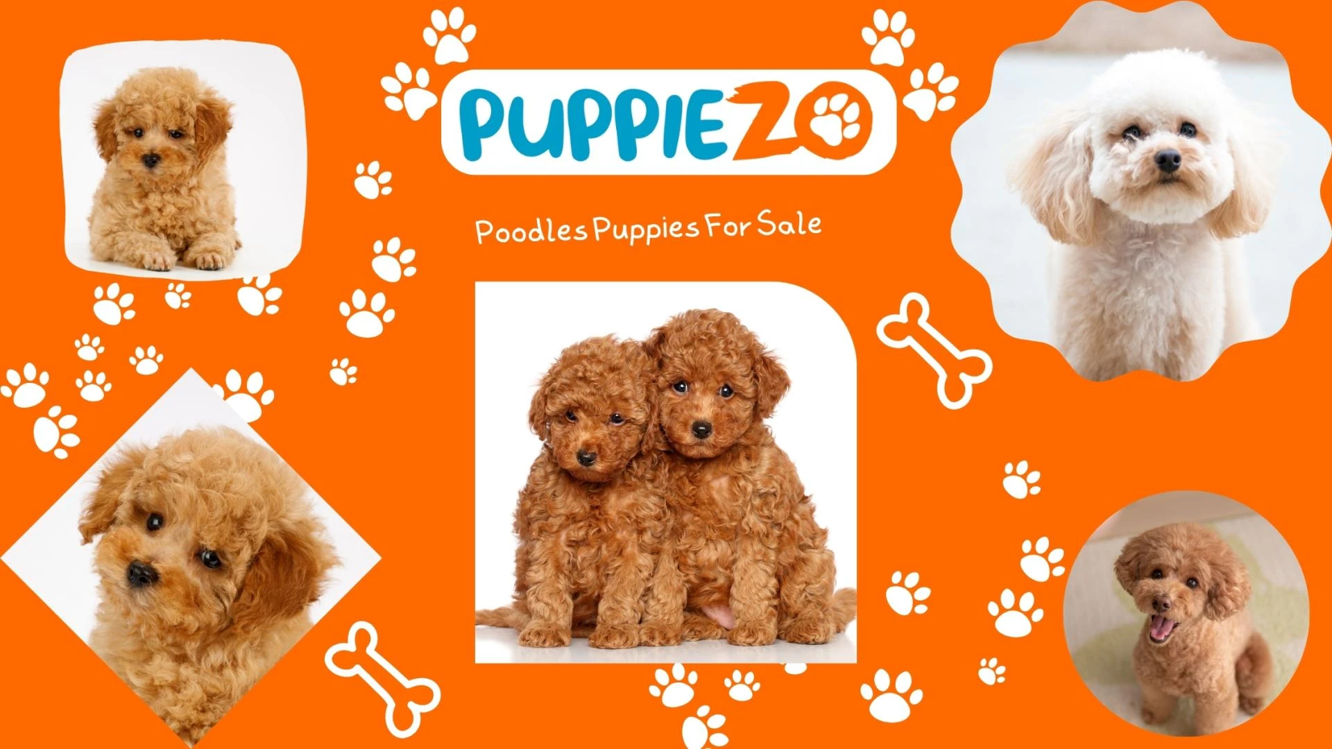 Poodle Puppies for Sale in India 2025: Your Complete Guide to Finding the Perfect Companion