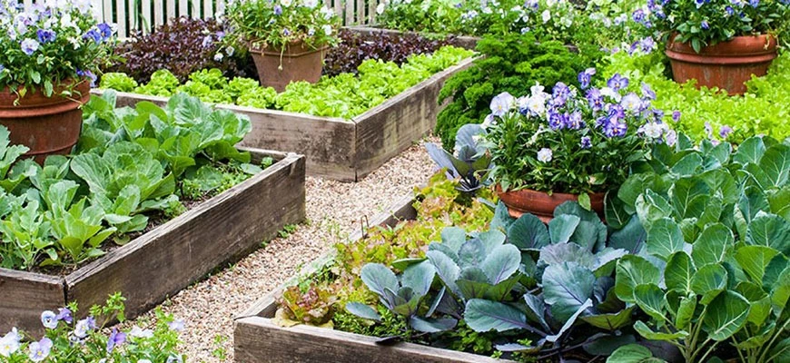 How to Grow a Pizza Garden in a Raised Bed