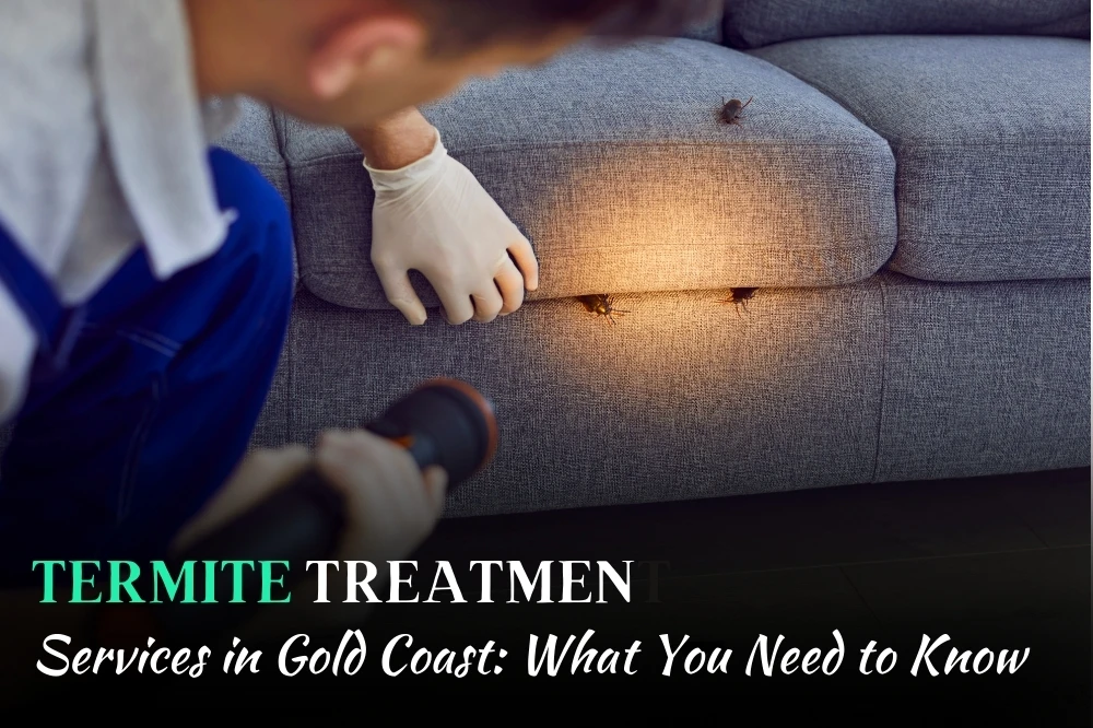 Top Termite Treatment Services in Gold Coast: What You Need to Know