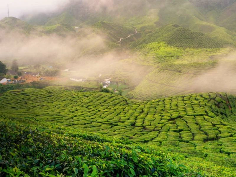 Explore the Beauty of Munnar with the Best Tour Packages