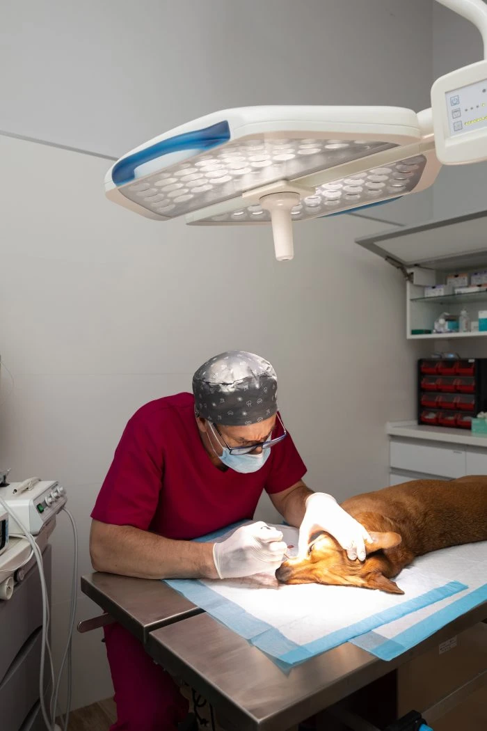 Quality Pet Care Hospital – Your Trusted Vet Clinic in Your City