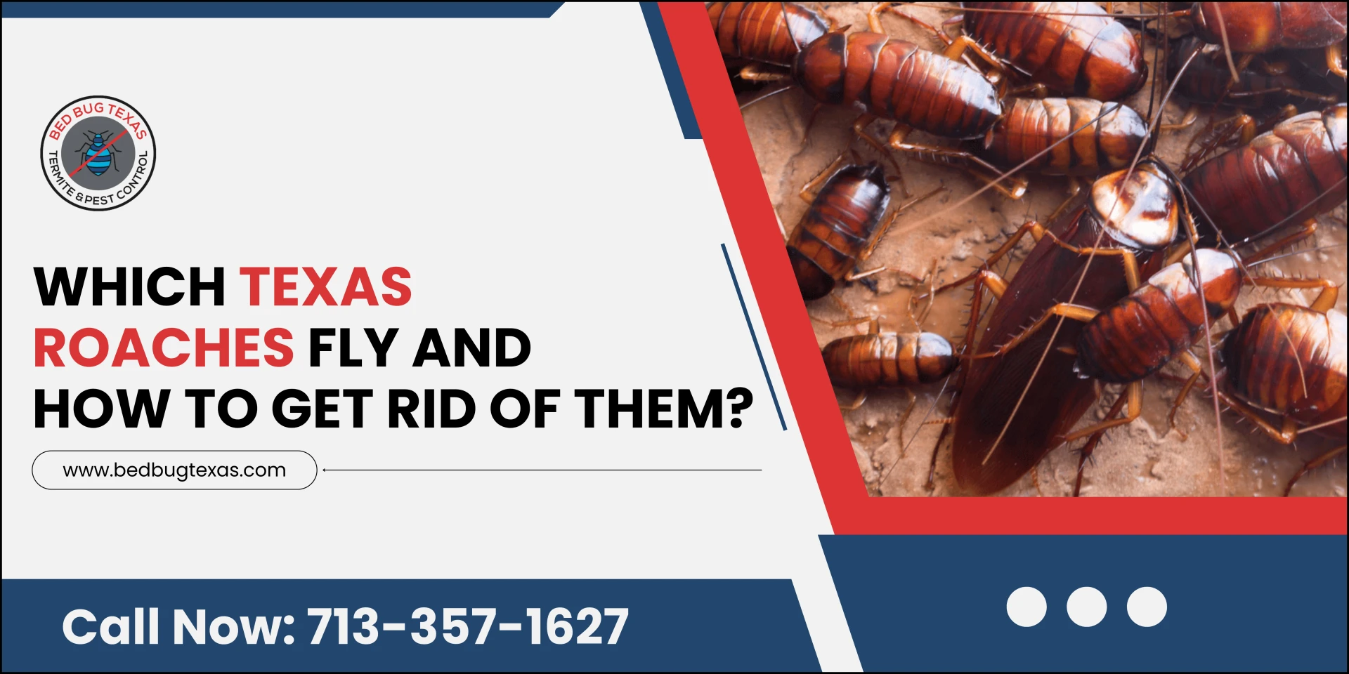 Which Texas Roaches Fly and How to Get Rid of Them?