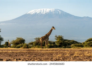 Kenya Safari Packages from Dubai