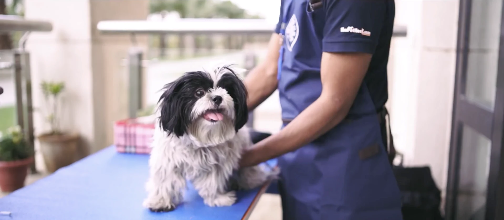 The Ultimate Guide to At-Home Pet Grooming Service in Bangalore by ThePetNest