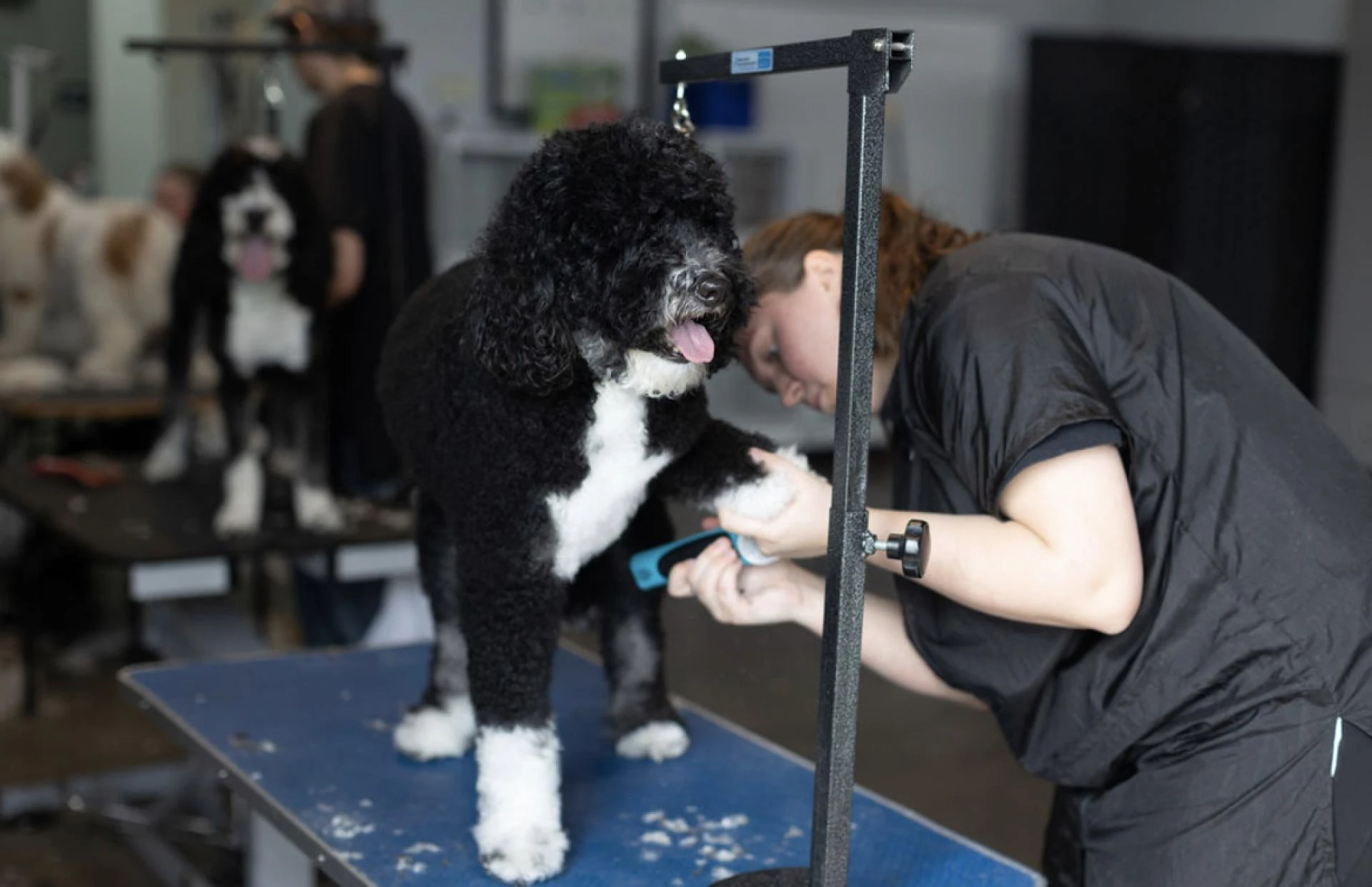 Mastering Your Dog Grooming Courses at Home