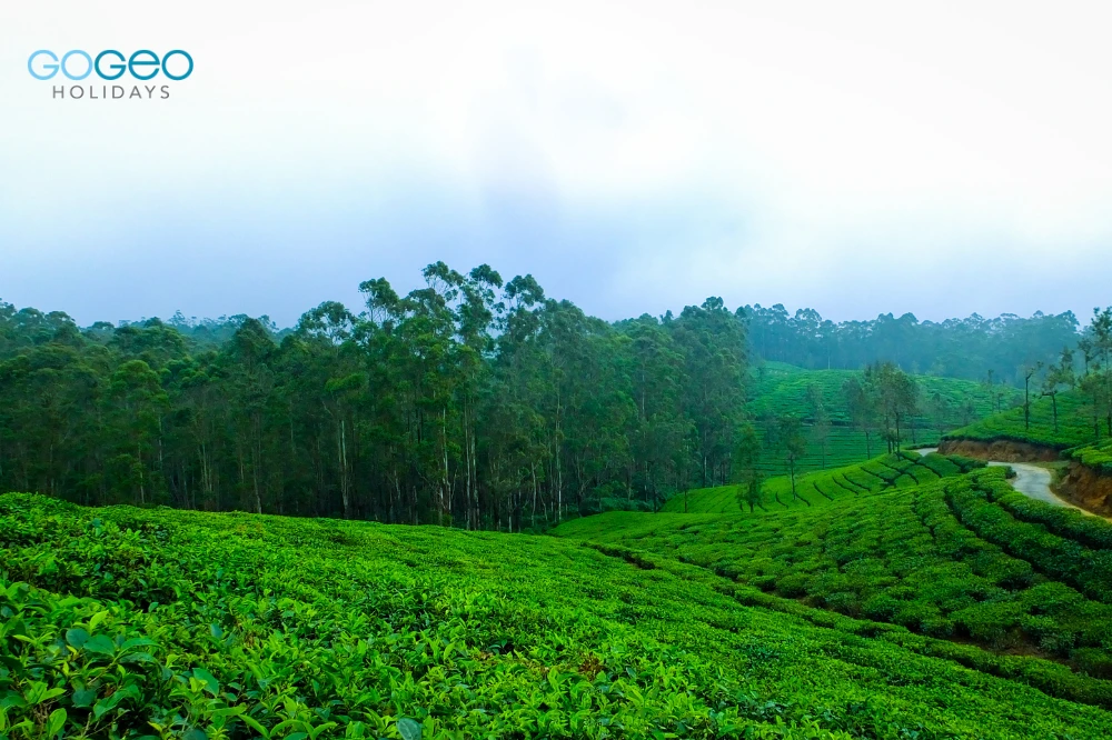 Planning a Kerala Tour? Munnar and Thekkady; the Kerala Mountain Paradise Awaits.