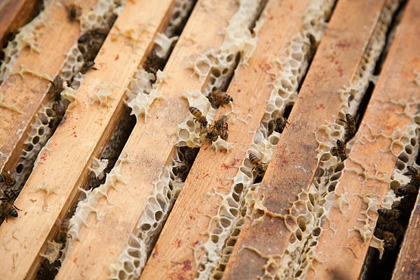 Beekeeping Is a Long-Term Expense: Learning the Responsibility in addition to Rewards.