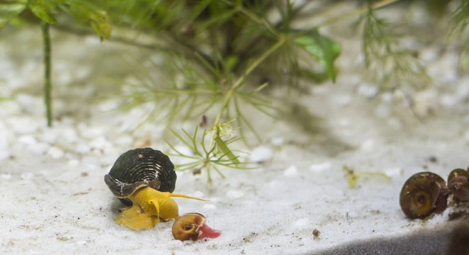 A Complete Guide To Buying Aquarium Snails