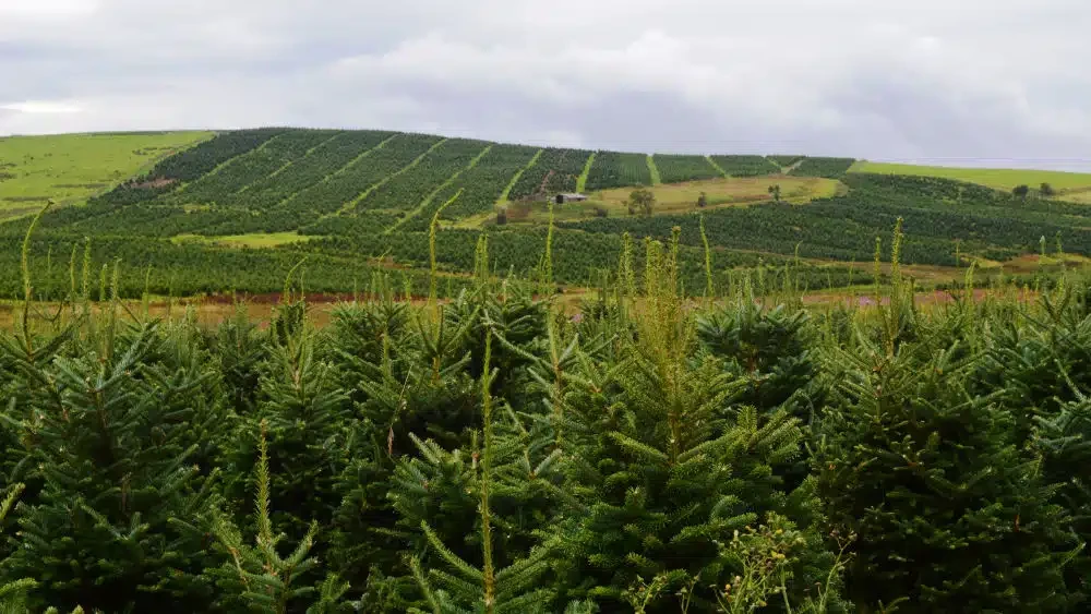 Buying Wholesale Nordman Fir Christmas Trees: A Guide for Retailers