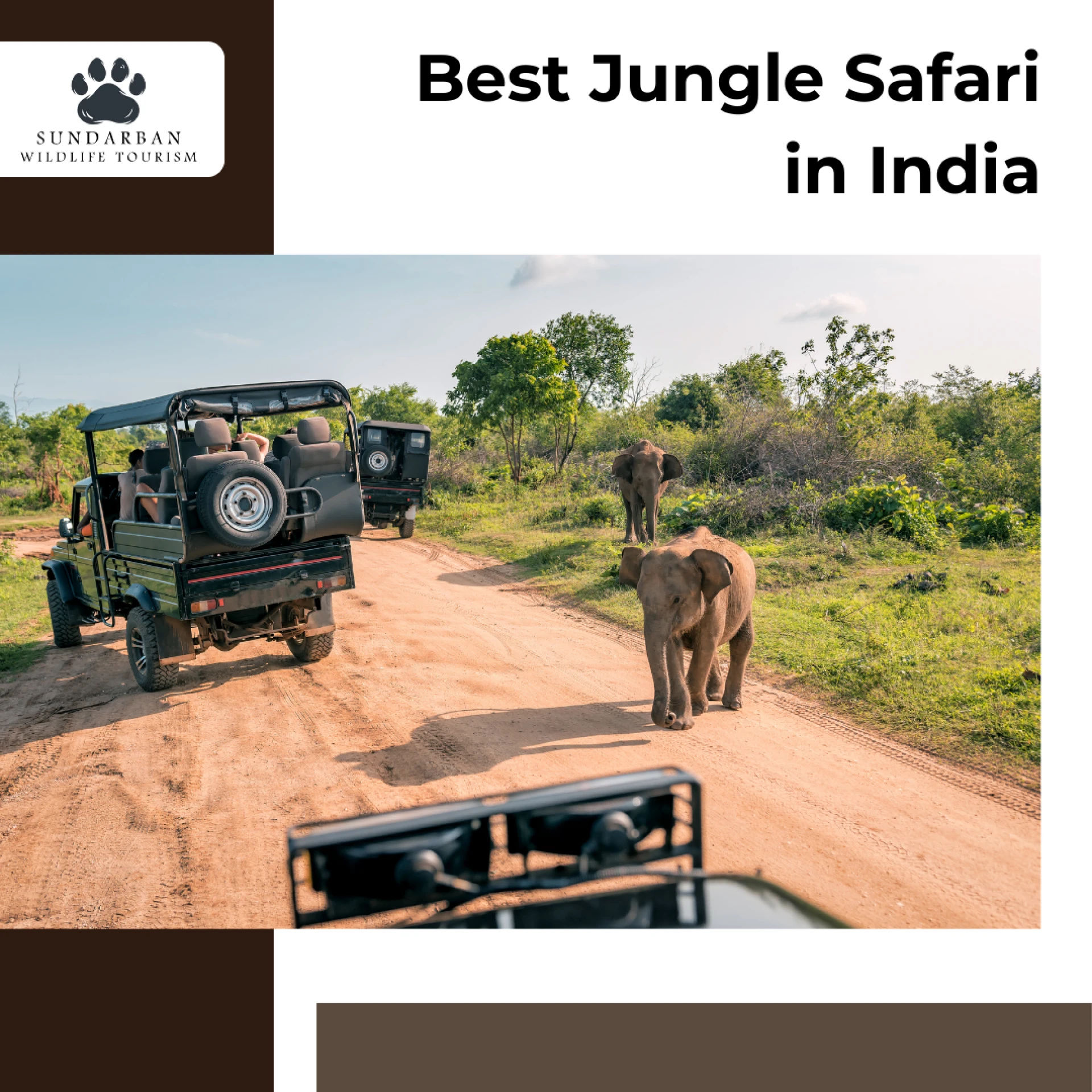 The Best Wildlife Photography Tours in India with Sundarban Wildlife Tourism