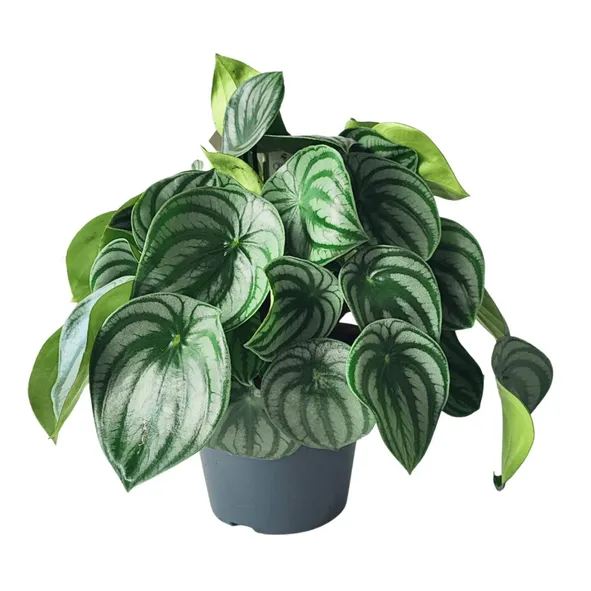 Nerium Oleander D.18 H.65