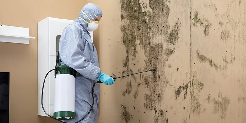 Mold Remediation in Nashville: Your Guide to Swift and Effective Solutions  