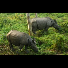 10 Best Places to Visit in Chitwan 