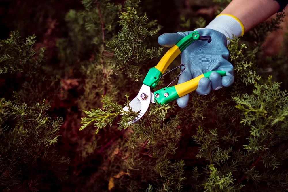 Why Are Weeding Services Important for Your Garden