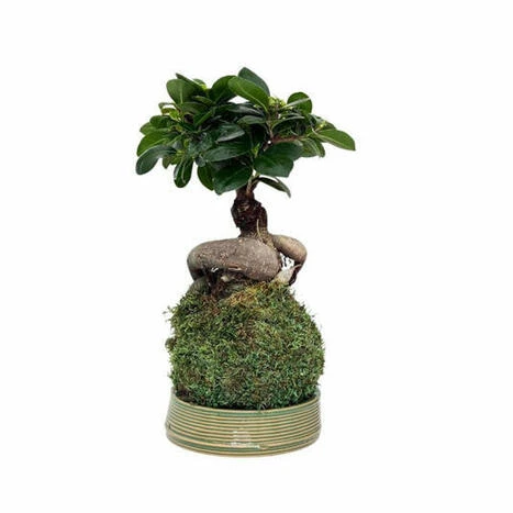 Kit per terrarium fai da con piantine senza contenitore