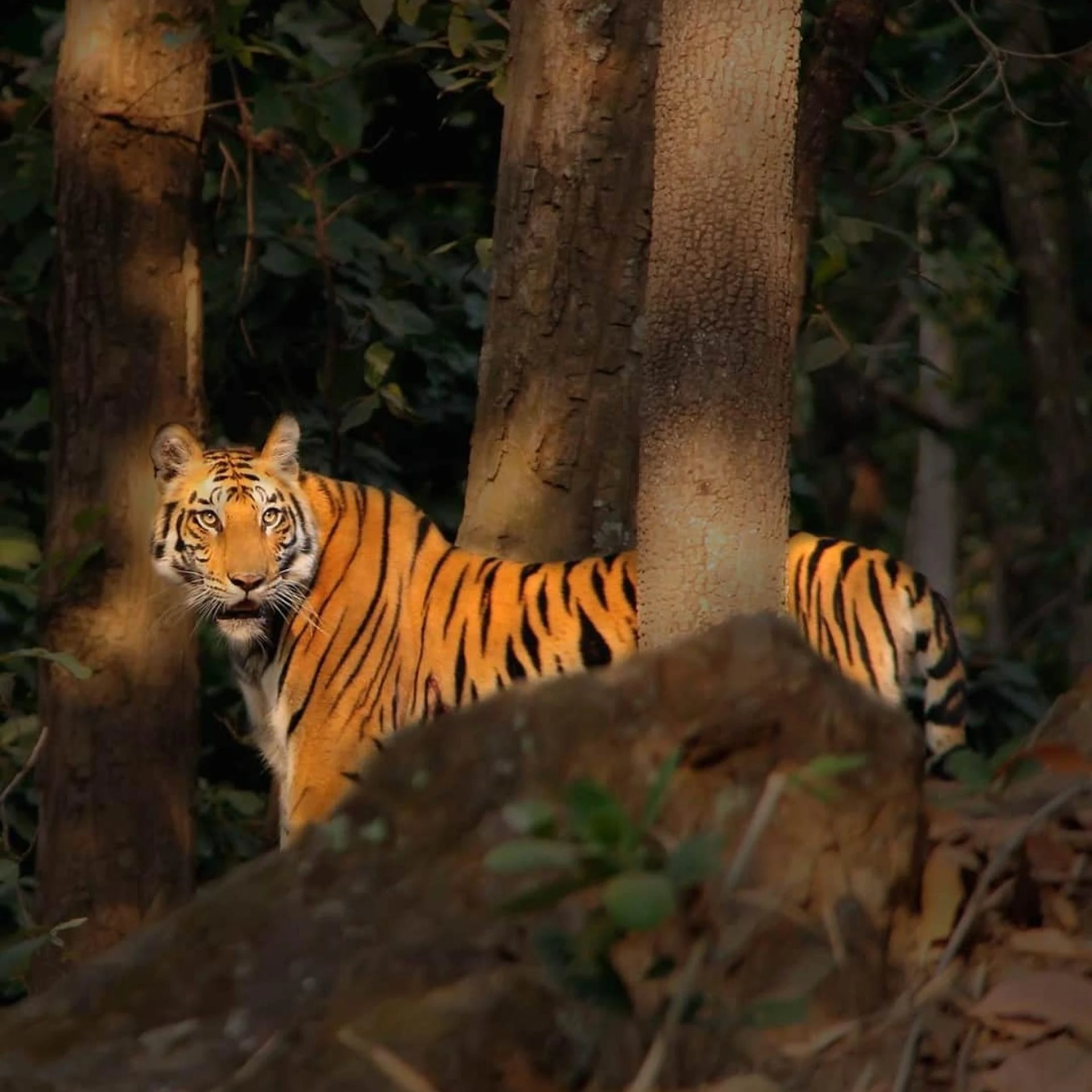 Exploring Bandhavgarh India: The Best Summer Tiger Safari Destination and Photography Tour
