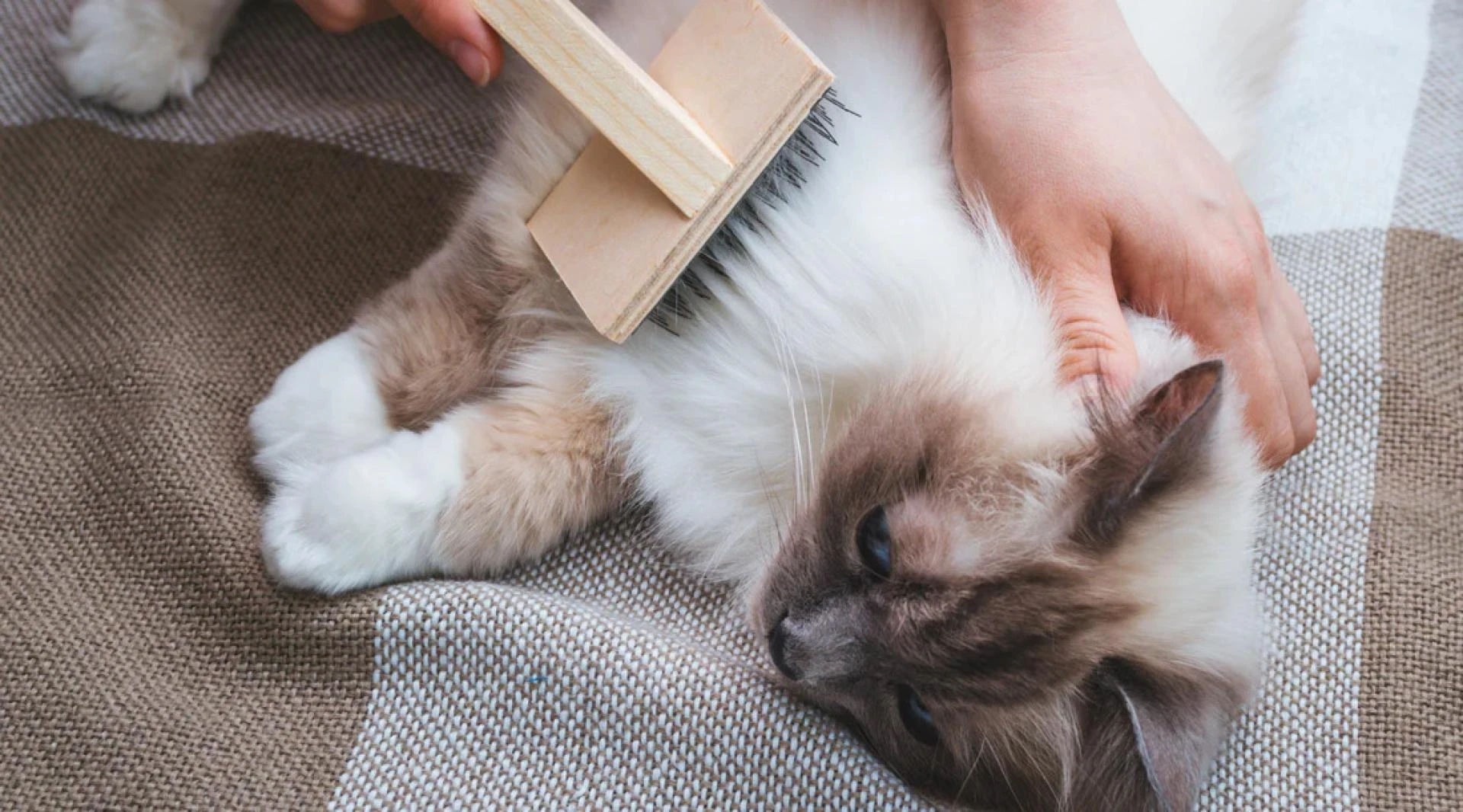 What are the challenges faced by pet stores today?