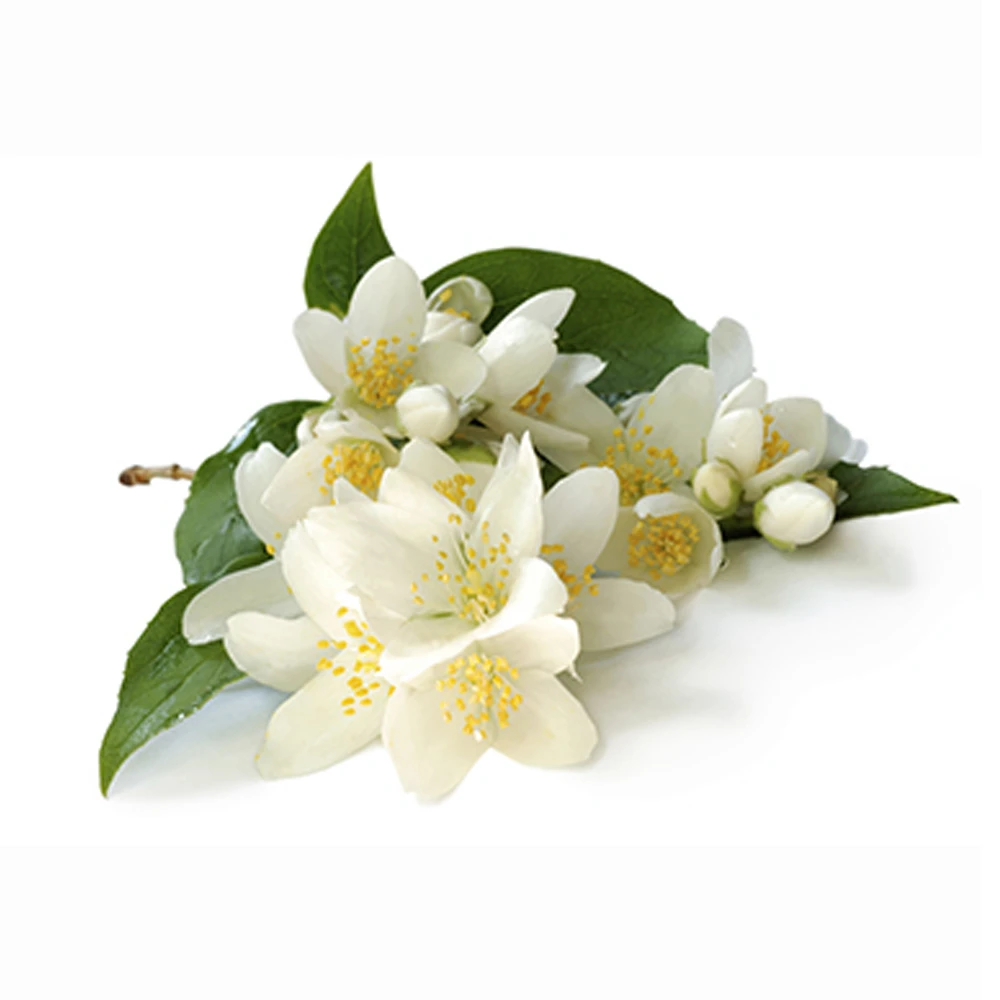 AG Organica: Leading Jasmine Oil Manufacturer & Trusted Wholesale Supplier