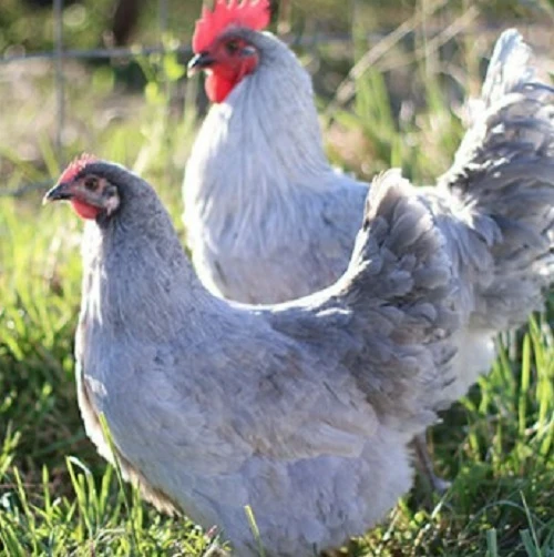 Coastal Country - Premium Coops, Nesting Boxes, and Accessories for Poultry Enthusiasts