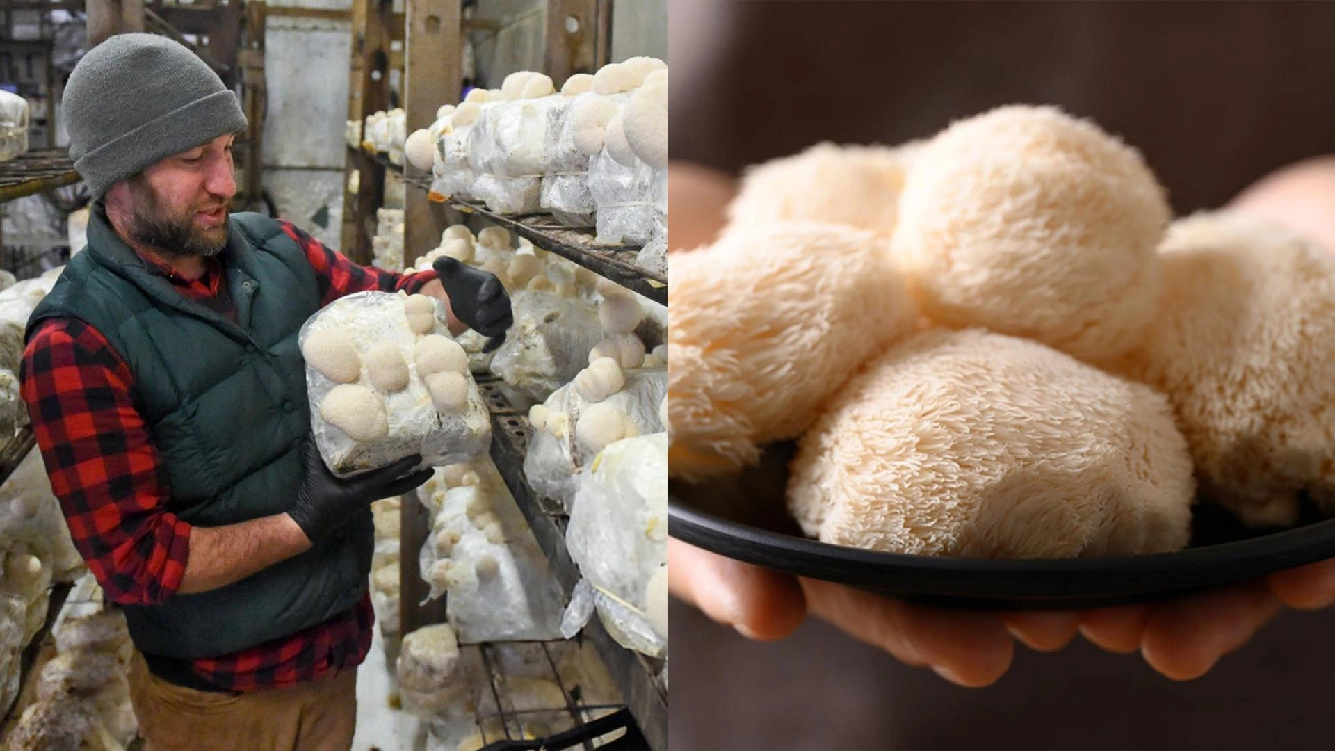 Boost Your Health Naturally with Organic Mushroom Blend and Dreamy Mushroom Mix