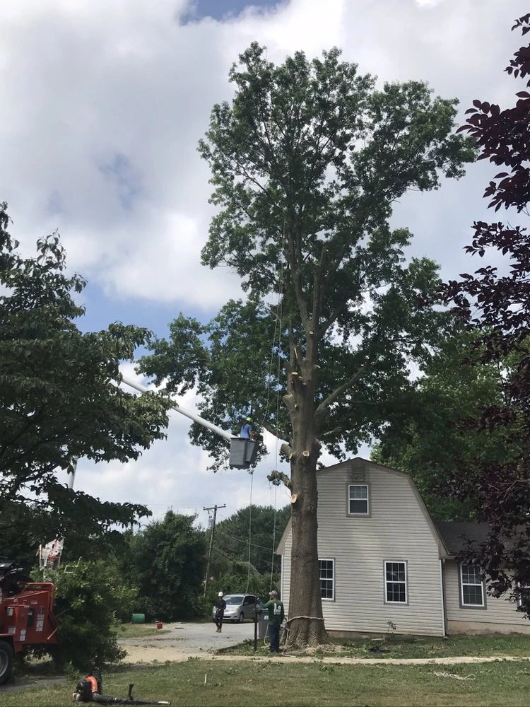 Professional Stump Grinding Services in Pike Creek