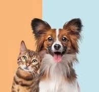  Interactive Pet Toys to Keep Your Furry Friends EntertainedTitle