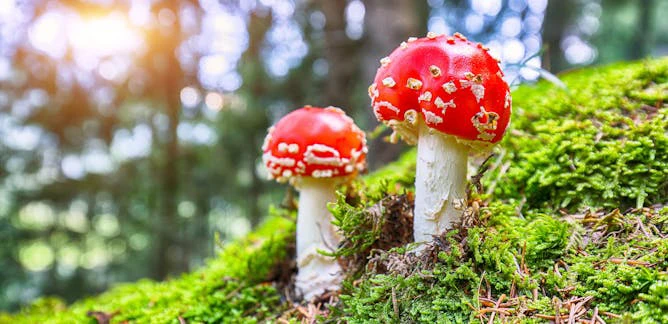 How to Grow Your Own Magic Mushrooms: A Step-by-Step Guide