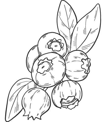 Blueberries Coloring Pages Printable For Kids