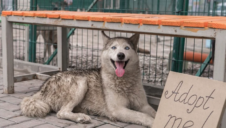 Why Pawrpose? – Transforming Lives Through Pet Adoption & Animal Rescue