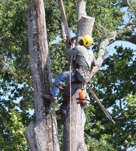 How to Find the Best Tree Removal Service in Tyler, TX
