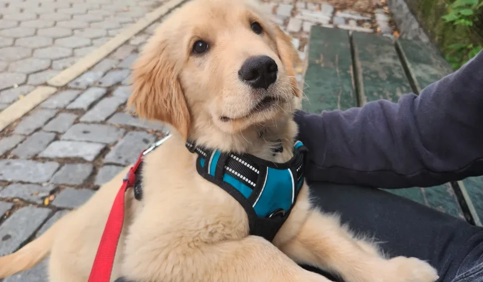 Unlock Your Dog's Potential: Best Training Courses