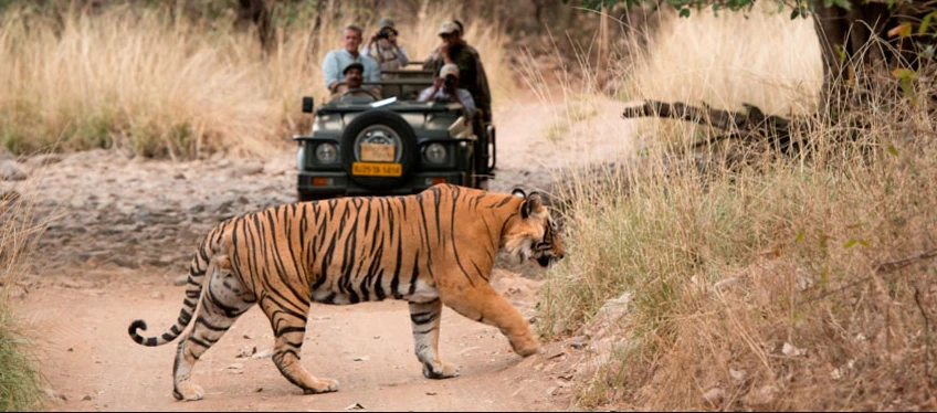 Serengeti Safari Tour: A Journey Through Africa's Iconic Wilderness 🌍🐾