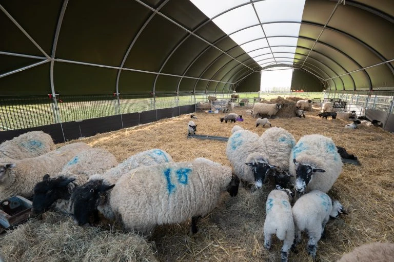  How Cattle Shelters Can Improve Feed Efficiency and Weight Gain