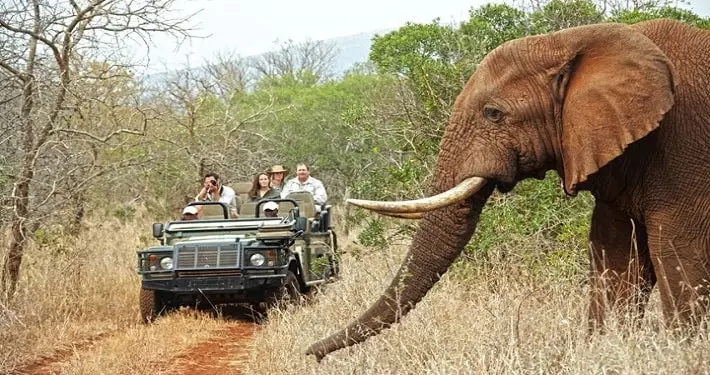 A Tanzania Kenya tour can be termed as the most comprehensive African safari!