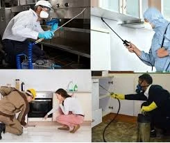 Residential Pest Control Services: Choosing the Right Exterminator for Your Home