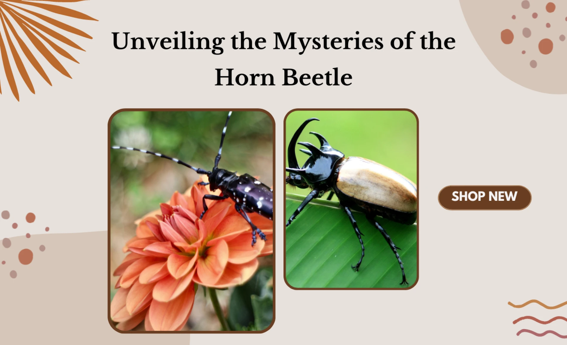 Unveiling the Mysteries of the Horn Beetle