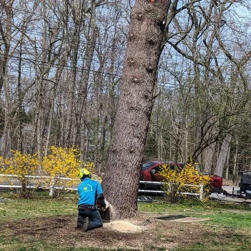 How to Choose the Right Tree Removal Service in Belmont