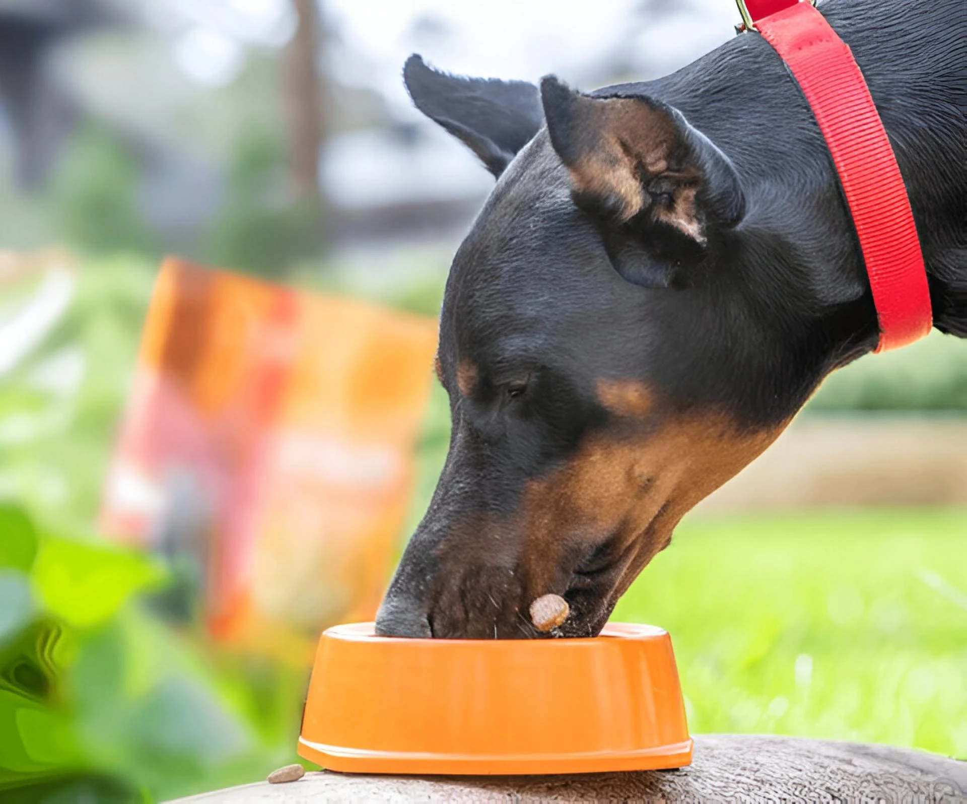 10 Feeding and Nutrition Tips for a Happy and Healthy Dog