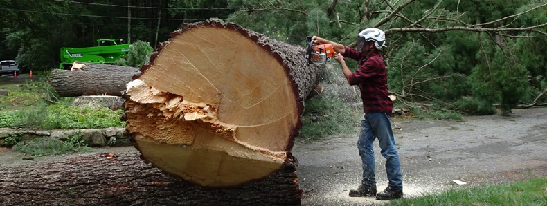 Why Tree Services Keep Your Yard Safe